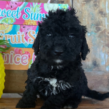 Labradoodle Puppy Jasper