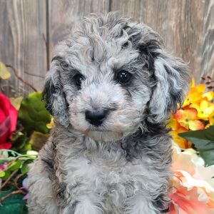 Poodle Puppy Samson