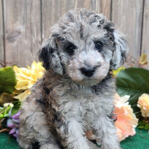 Poodle Puppy Samson