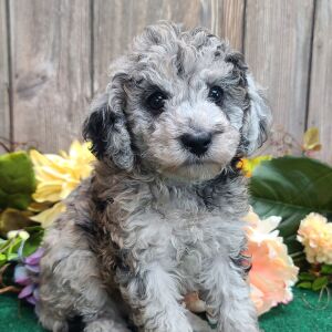 Poodle Puppy Samson