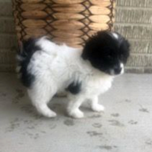 Havapoo Puppy Hank