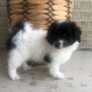 Havapoo Puppy Hank