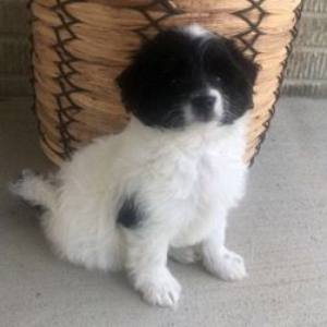 Havapoo Puppy Hank