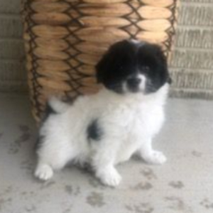 Havapoo Puppy Hank
