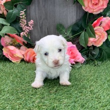 Havanese Puppy Peanut