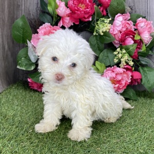 Havanese Puppy Peanut