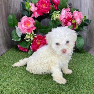 Havanese Puppy Peanut