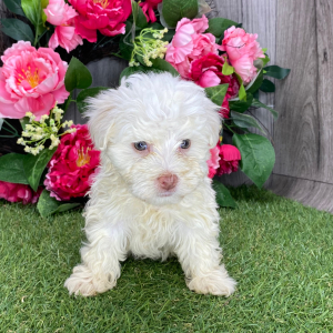 Havanese Puppy Peanut