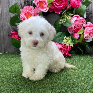 Havanese Puppy Peanut