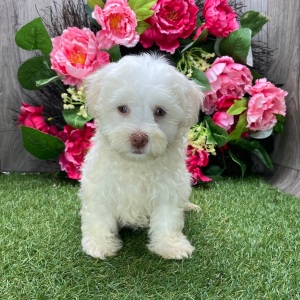 Havanese Puppy Peanut