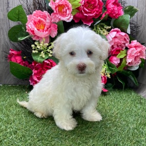 Havanese Puppy Peanut
