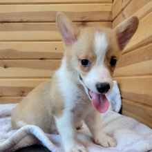 Pembroke Welsh Corgi Puppy Ranger