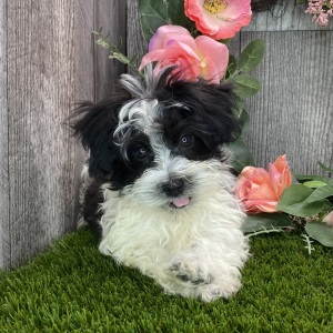 Havanese Puppy Phoenix