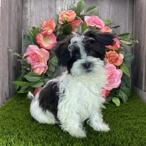 Havanese Puppy Phoenix