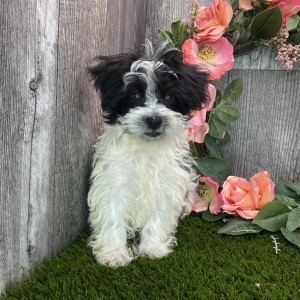 Havanese Puppy Phoenix