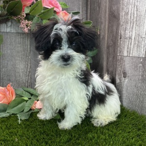 Havanese Puppy Phoenix