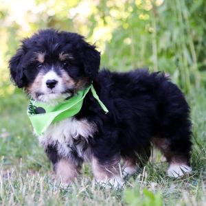 Bernedoodle Puppy Kip