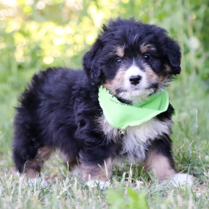 Bernedoodle Puppy Kip