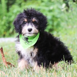 Bernedoodle Puppy Kip