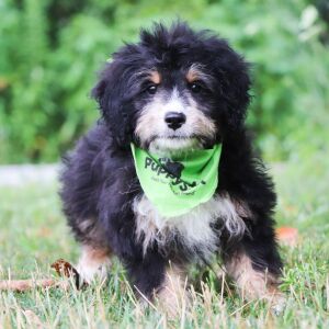Bernedoodle Puppy Kip