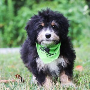 Bernedoodle Puppy Kip