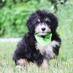 Bernedoodle Puppy Kip