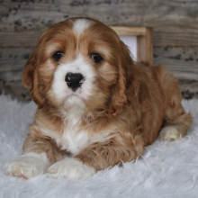 Cocker Spaniel Puppy Jake