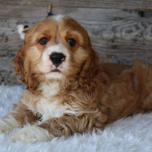 Cocker Spaniel Puppy Jake