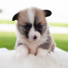 Pembroke Welsh Corgi Puppy Leo