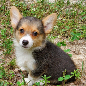 Pembroke Welsh Corgi Puppy Callie