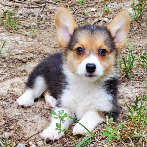 Pembroke Welsh Corgi Puppy Callie