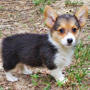 Pembroke Welsh Corgi Puppy Callie