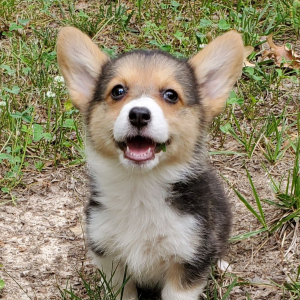 Pembroke Welsh Corgi Puppy Callie