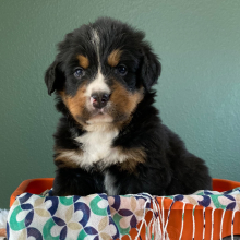 Bernese Mountain Dog Puppy Brantley