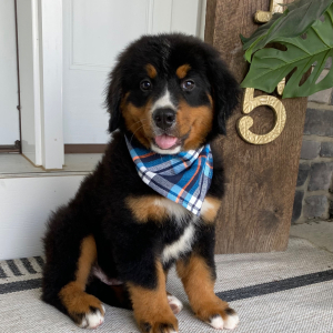 Bernese Mountain Dog Puppy Brantley