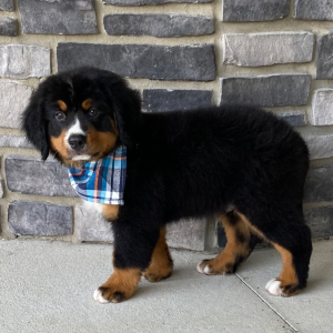 Bernese Mountain Dog Puppy Brantley