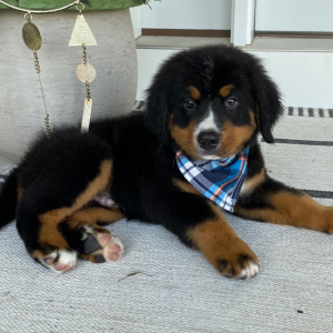Bernese Mountain Dog Puppy Brantley