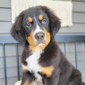 Bernese Mountain Dog Puppy Brantley