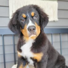 Bernese Mountain Dog Puppy Brantley