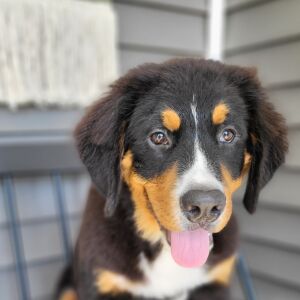 Bernese Mountain Dog Puppy Brantley