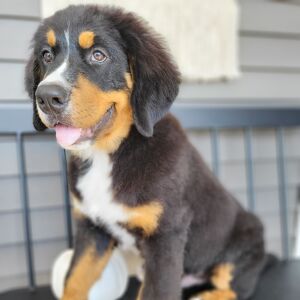 Bernese Mountain Dog Puppy Brantley