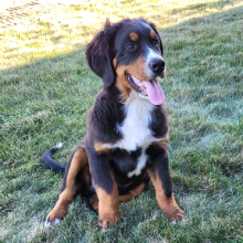 Bernese Mountain Dog Puppy Brantley