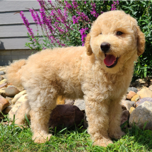 Whoodle Puppy Bobby
