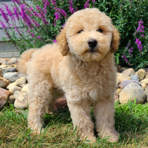 Whoodle Puppy Bobby