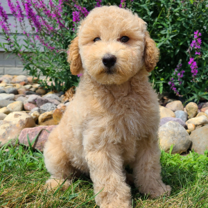 Whoodle Puppy Bobby