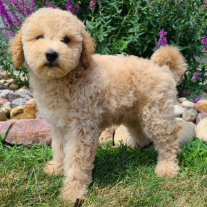 Whoodle Puppy Bobby