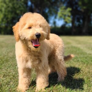 Whoodle Puppy Bobby
