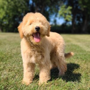 Whoodle Puppy Bobby