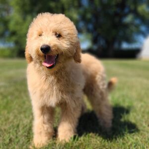 Whoodle Puppy Bobby