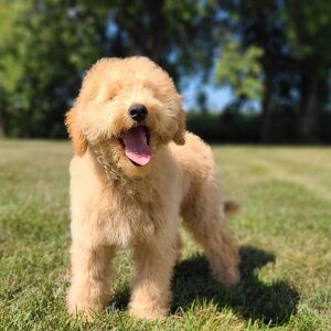 Whoodle Puppy Bobby